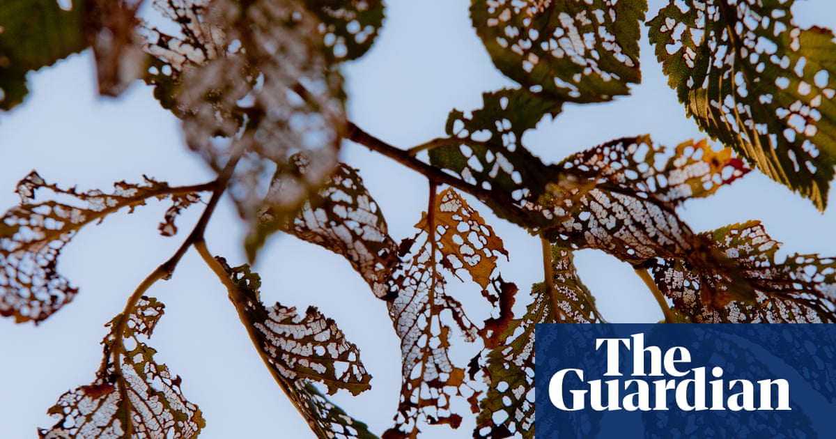 The Lost Elms by Mandy Haggith review – cultural history of a noble tree | Science and nature books