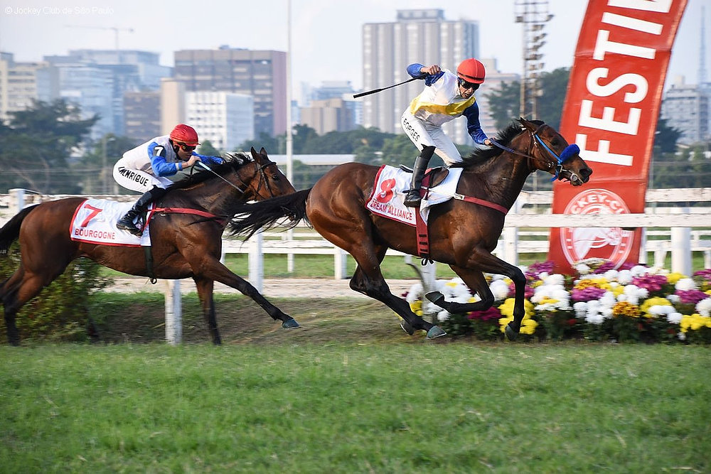 There are 11 horses registered as supplementary entries for the Gran Premio Latinoamericano