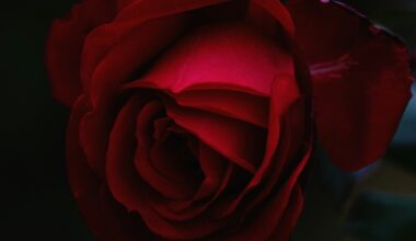 Vale Bob Collins - Harness Racing Victoria