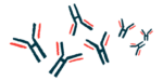 An image provides a close-up view of antibodies.