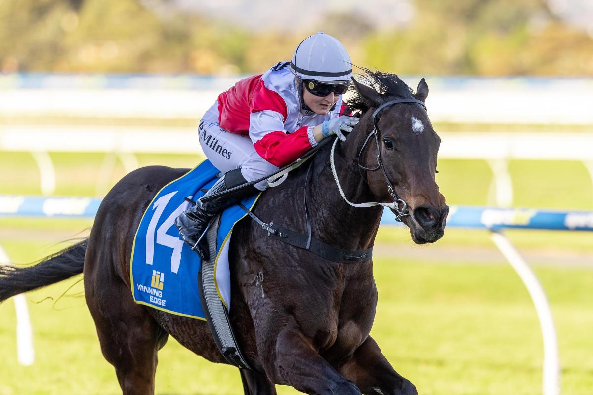 From zero bids to black-type: Cicala out to make history for obscure sire in Lightning Stakes