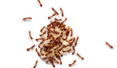 kronauer ants