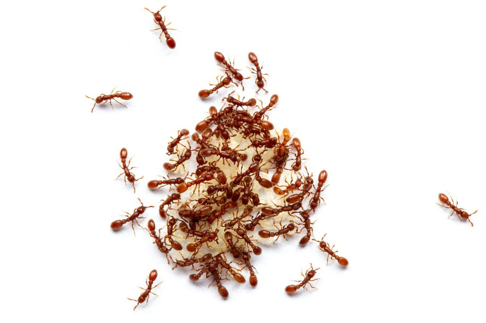 kronauer ants