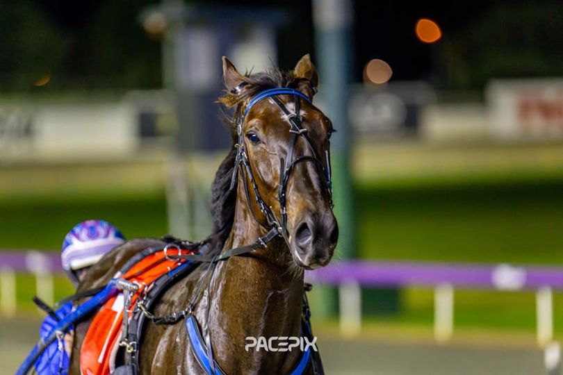 Lusaka Loves To Lead - Gloucester Park Harness Racing