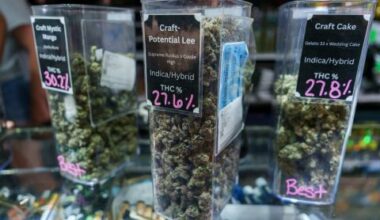 Michigan marijuana market cratering, amid oversupply, ‘difficult market’