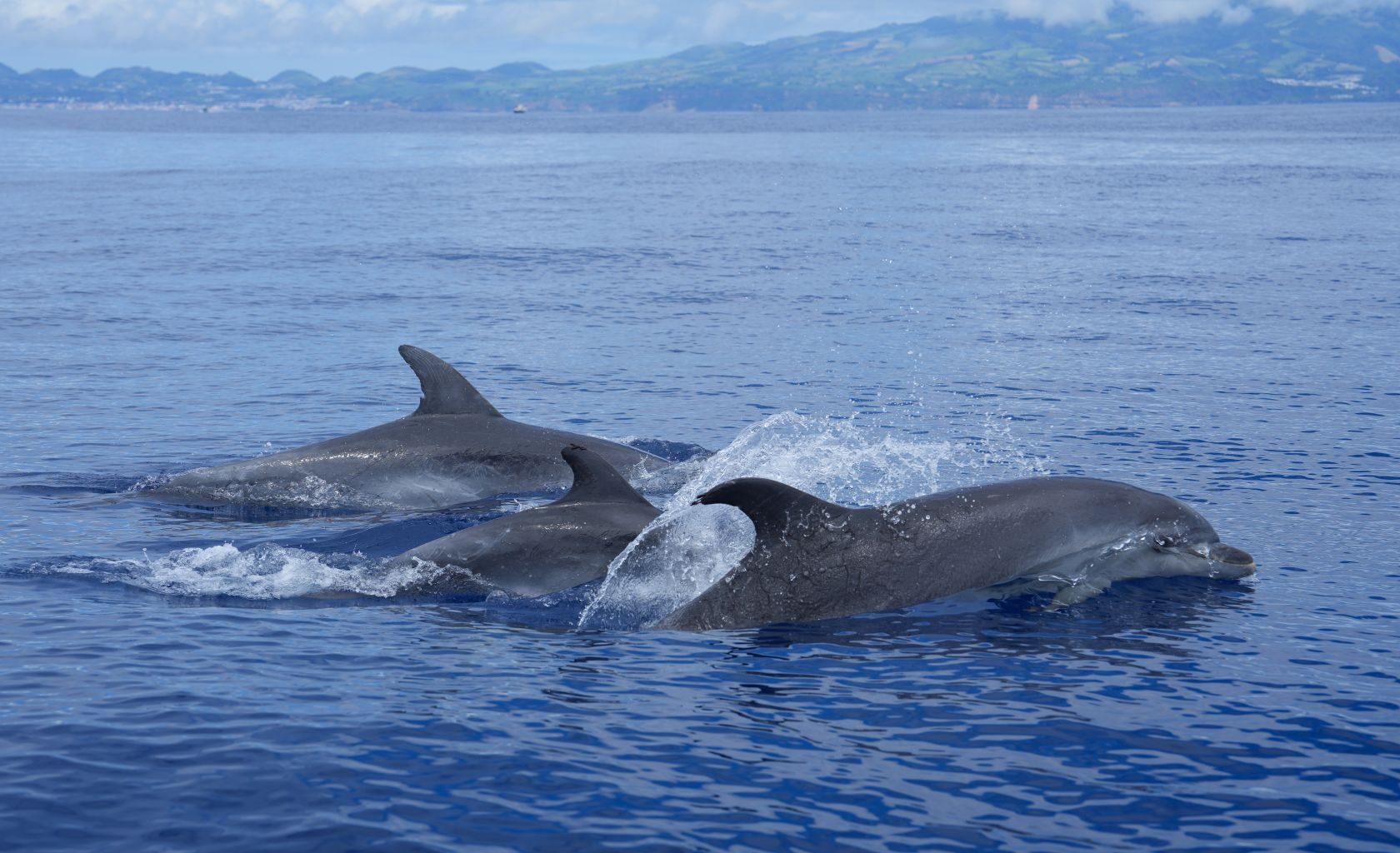 Dolphin watching banned - The Portugal News