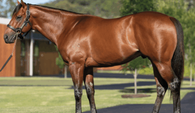 Farnan making a splash at stud