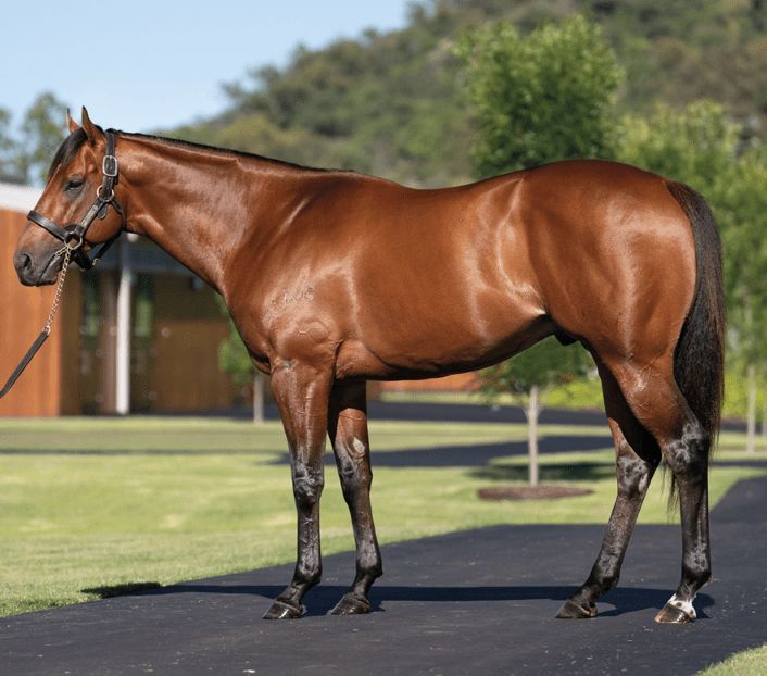 Farnan making a splash at stud