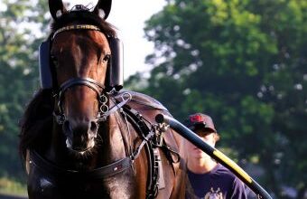 Super Chapter favorite for 100th edition of the Hambletonian – U.S. Trotting News