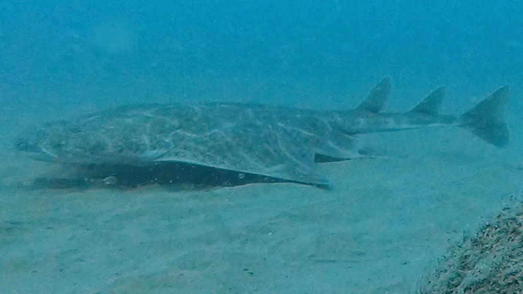 The Angel Shark Was Filmed On A Seabed Video Camera In Cardigan Bay