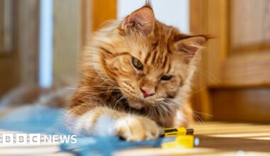 Decades-long mystery of ginger cats revealed