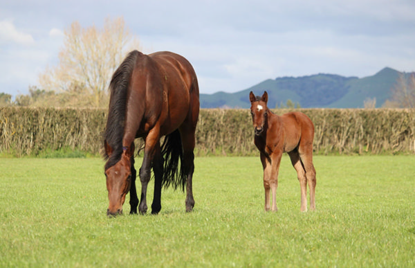 Missy Moo and the baby Ka Ying Rising. 