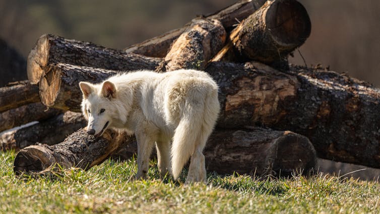Dire wolf pup