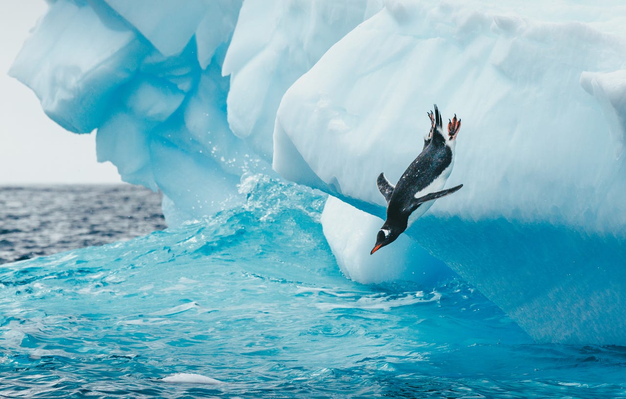 Diving penguin (gettyimages-1274512924)