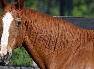 End of an era as Secretariat’s final son Maritime Traveler dies, aged 35 | Topics: Maritime Traveler, Bridlewood, Secretariat, Children of Secretariat