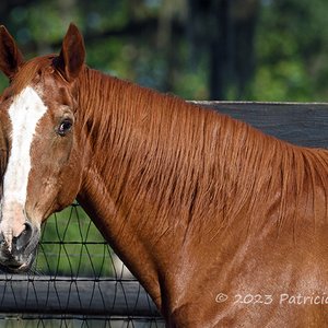 End of an era as Secretariat’s final son Maritime Traveler dies, aged 35 | Topics: Maritime Traveler, Bridlewood, Secretariat, Children of Secretariat