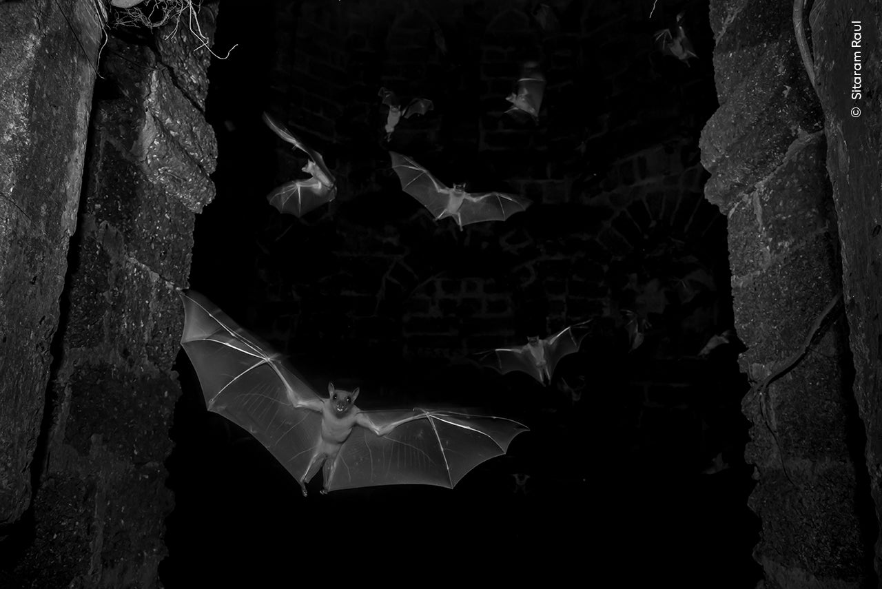Fruit bats emerge from a historical ruin in India