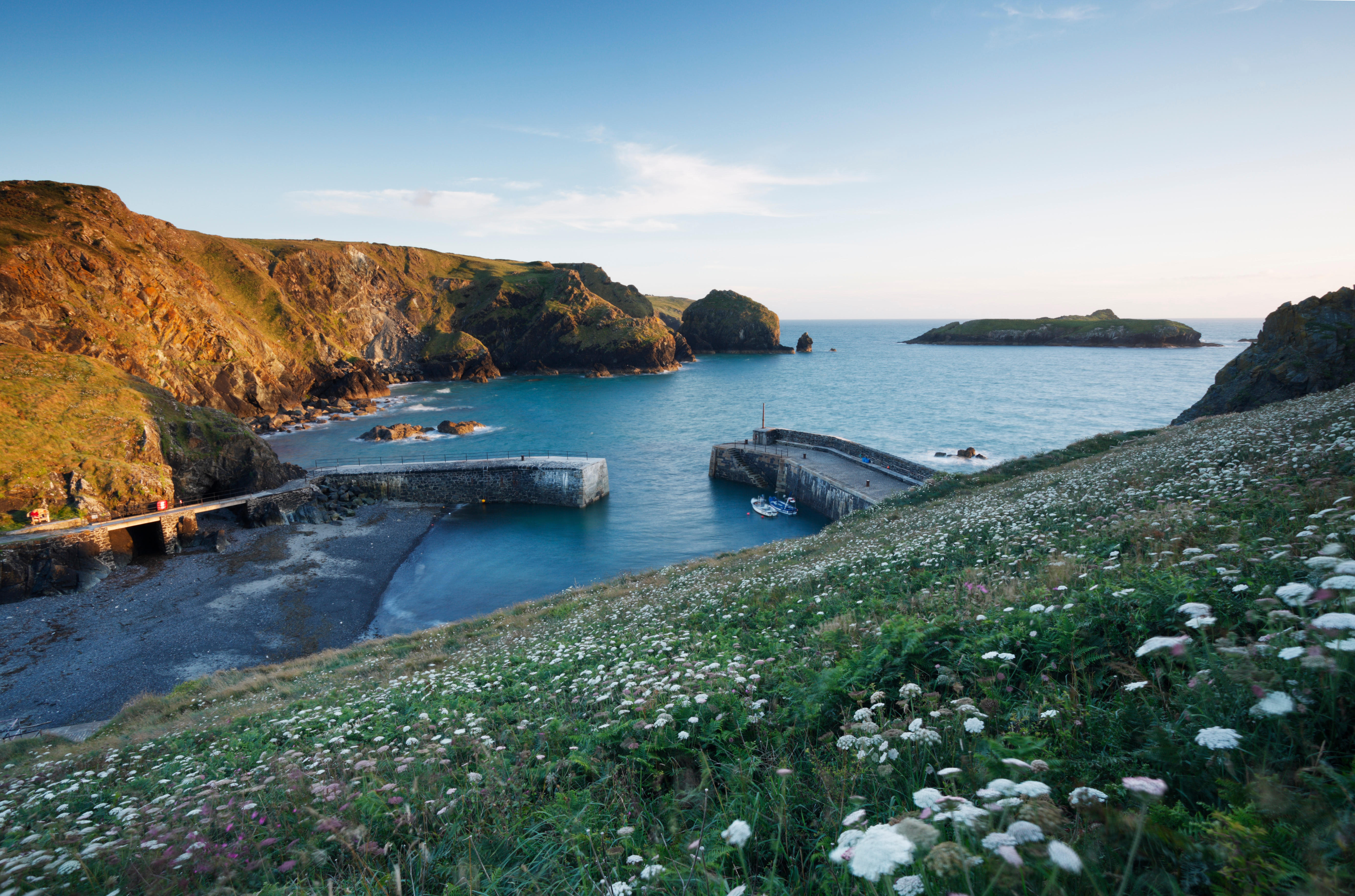 Mullion Cove, Cornwall, UK: a coastal scene with a small harbor and flowering hillside.
