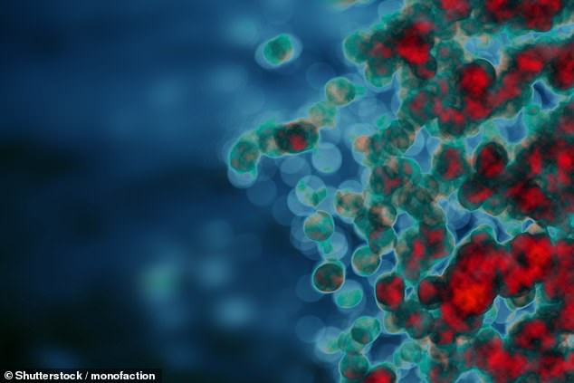 Immune cells can produce faulty antibodies that mistakenly attack the body's own tissues (stock photo)