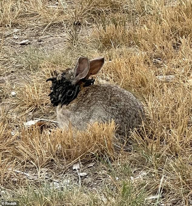 A user on Reddit posted an image in 2024 of a rabbit in Fort Collins, Colorado exhibiting signs of Shope papilloma virus