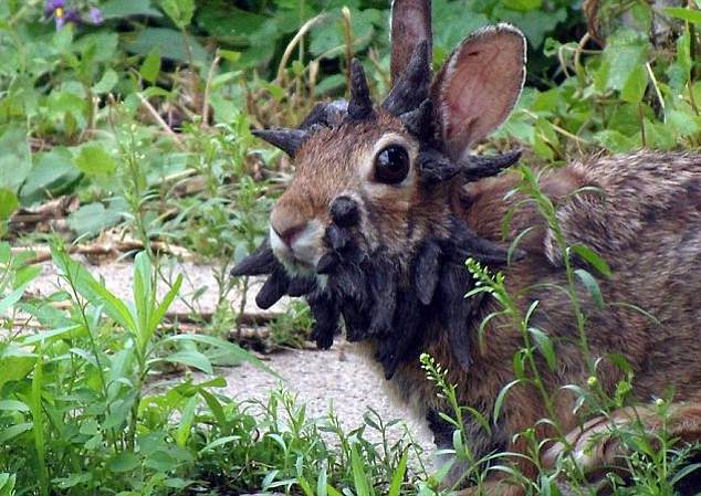 The virus is not thought to be painful unless the growths affect a rabbit's eyes or mouth