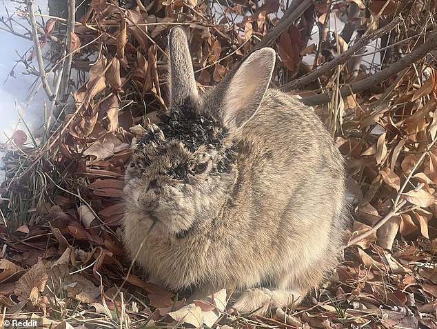 Another Reddit user captured images of a rabbit in Colorado (pictured) exhibiting the early stages of the disease spreading throughout the US