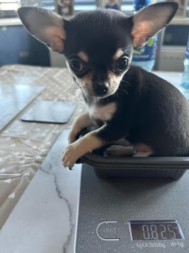 Minnie, a two-and-a-half year old chihuahua, will not be taking 'Wagovy' any time soon