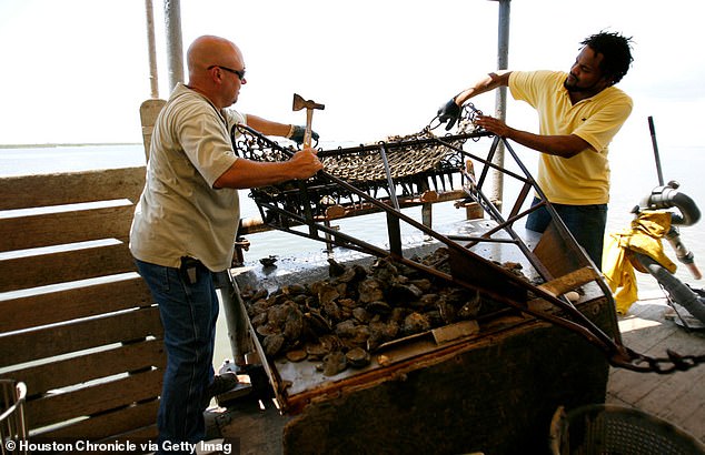 Most infections come from those who have ingested raw or undercooked shellfish, especially oysters, because as the shellfish feed by filtering water, so 'Vibrio can concentrate inside oysters'