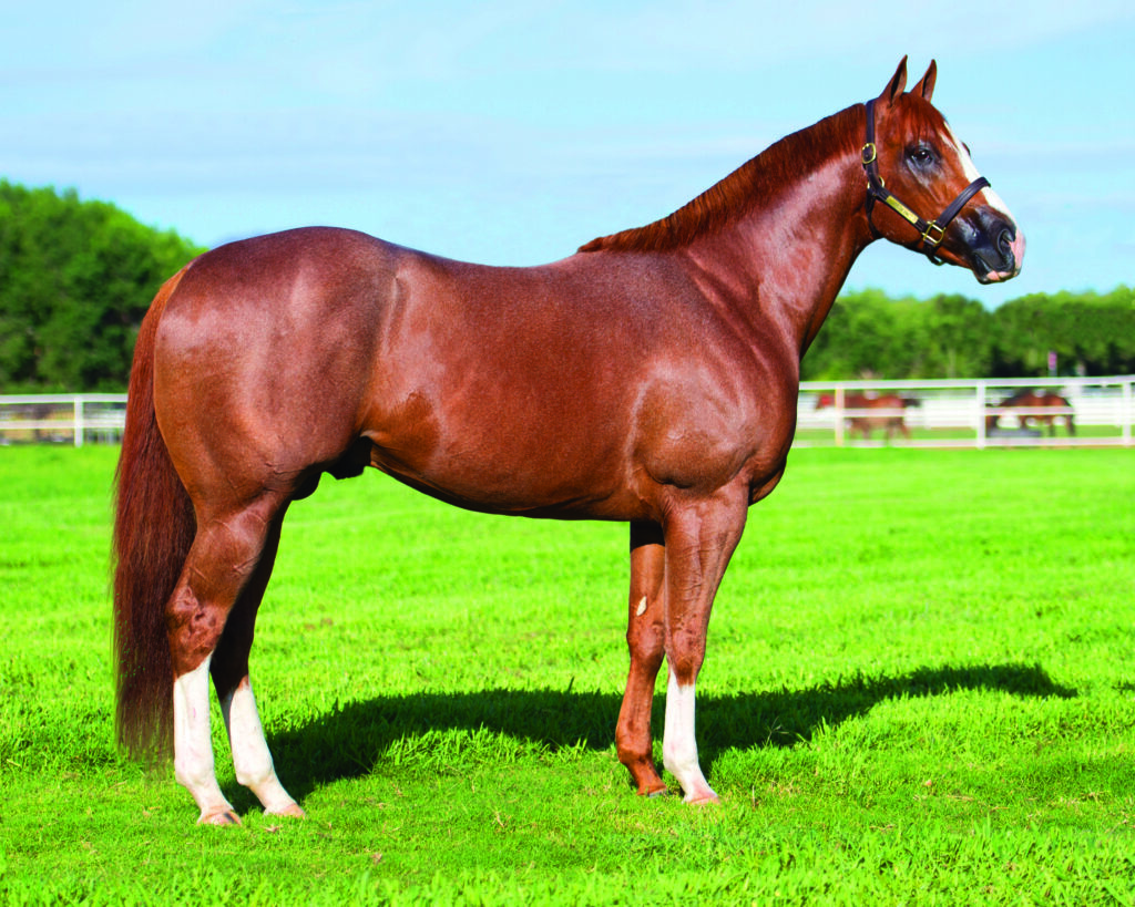 The most successful stallion never to see the winner’s circle