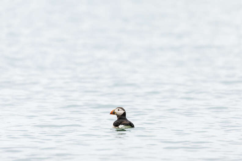 puffin