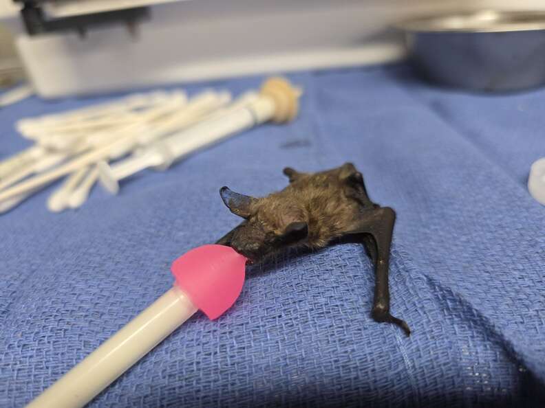 baby bat
