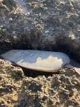 Giant Sea Turtle Trapped Between Rocks Had Given Up Hope Of Ever Being Saved