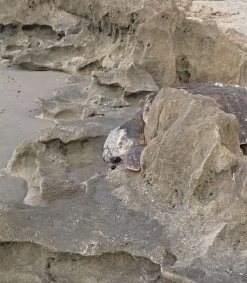 turtle stuck in rocks 