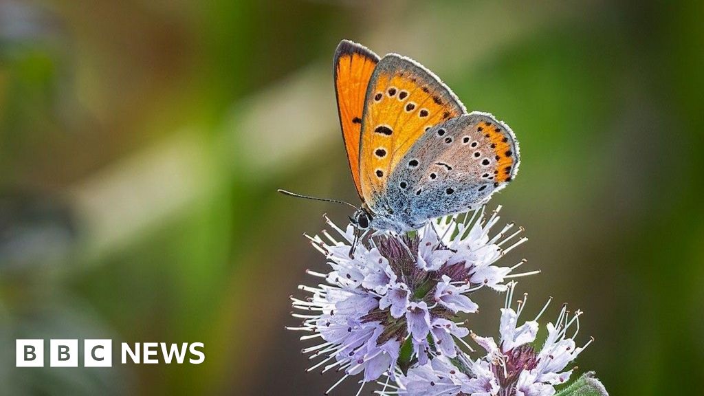 Rare large copper butterfly appears in Dudley and Rowley Regis