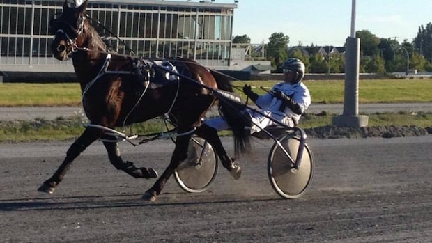Horse racing community caught off guard by Surrey, B.C., racetrack closure