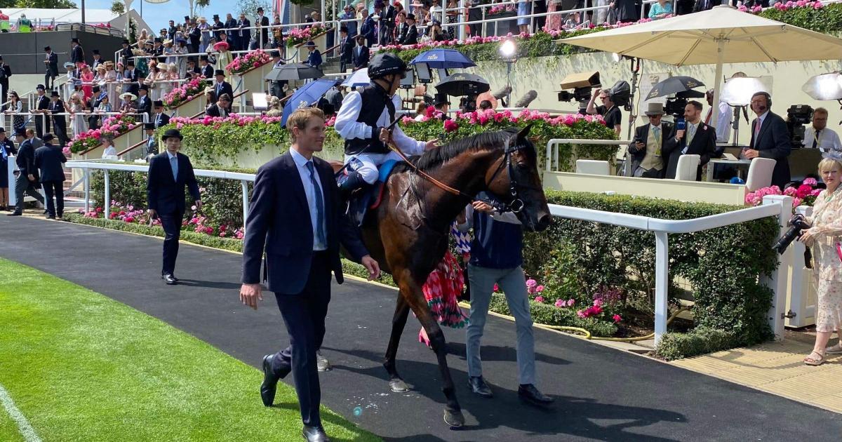 Arlington Million trip with Cairo has Haynes in dreamland