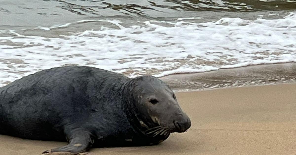 Huge seal spotted on Dorset beach