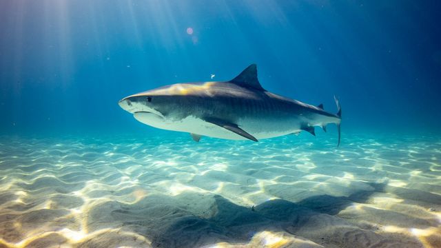 White Shark DNA Split Puzzles Scientists