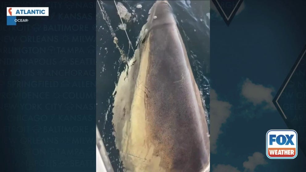 Video from OCEARCH shows Contender, a massive adult great white shark being tagged off the Florida/Georgia coast in January 2025. Contender is the largest recorded great white shark in the Atlantic. 