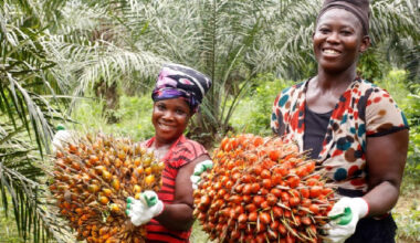 Oil palm sector faces sustainability crisis as climate, market shocks persist