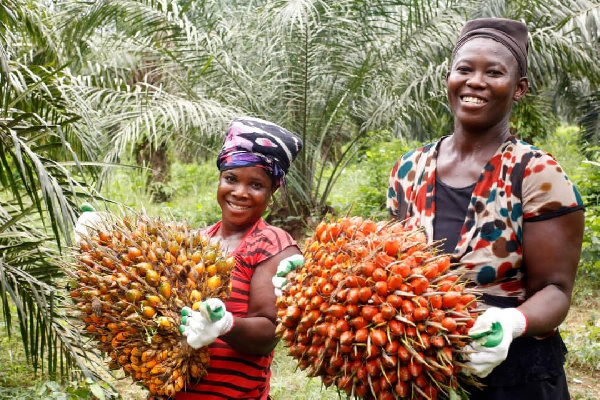 Oil palm sector faces sustainability crisis as climate, market shocks persist