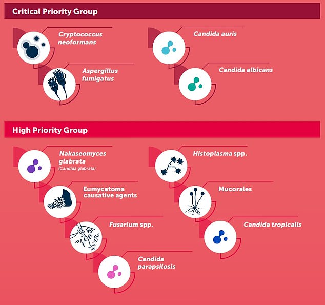 It is so deadly that the World Health Organisation has identified it as one of 19 lethal fungi that pose a 'serious threat to humanity'