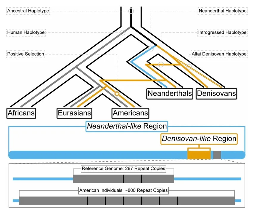 an inverted tree diagram shows the route through which the denisovan MUC19 gene travelled from denisovan to neanderthal to human.