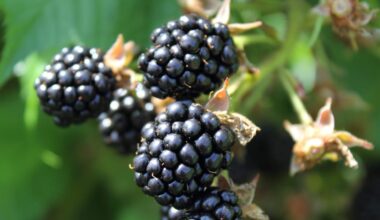 Apple's 'BlackBerry Moment' - Business Insider