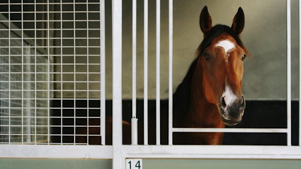 Racing returns to Hawkesbury on Tuesday.