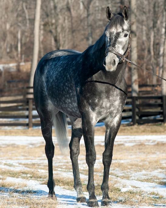 Post Time at Foxhall Equine in Fallston in January 2025.