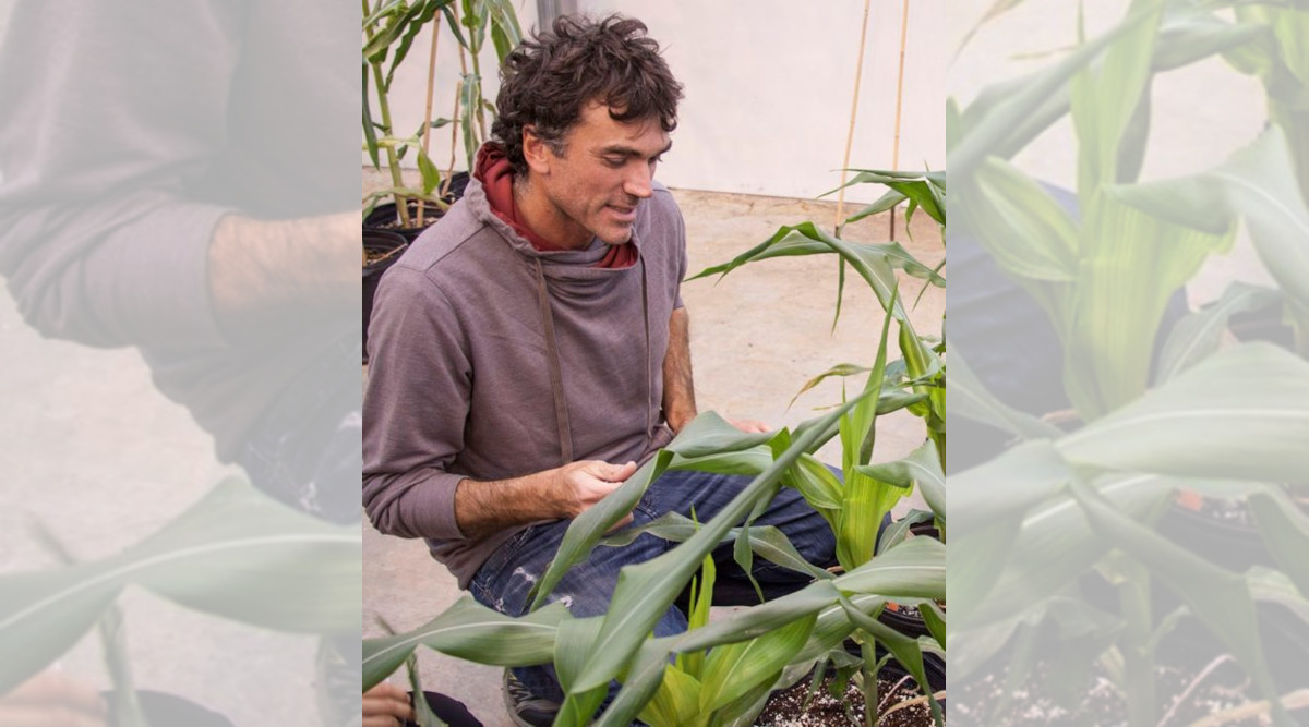 Scientists Uncover DNA Secrets to Bolster Corn Crop Traits