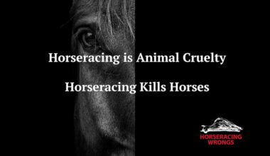 1 of 11 Kills (Including 3 in Same Race) in New Mexico: "Horse was hit with force on each side by [other] horses: ruptured suspensory, fractured sesamoid." (Two Years Old)