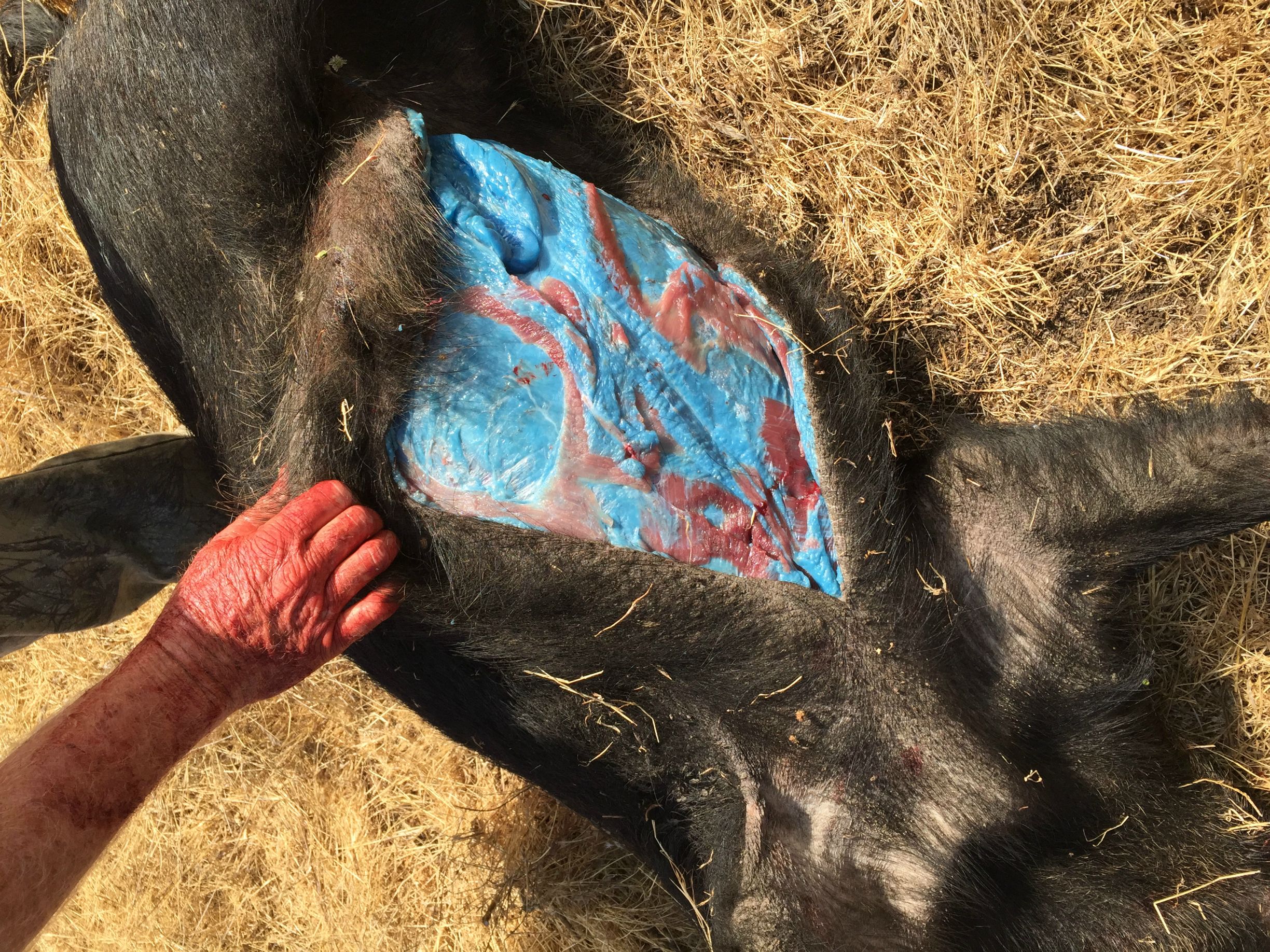Blue tissue and flesh can be a sign of rodenticide ingestion, which can occur by eating bait – which often contains dye to identify them as poison – or other animals that have ingested the substance, according to the California Department of Fish and Wildlife