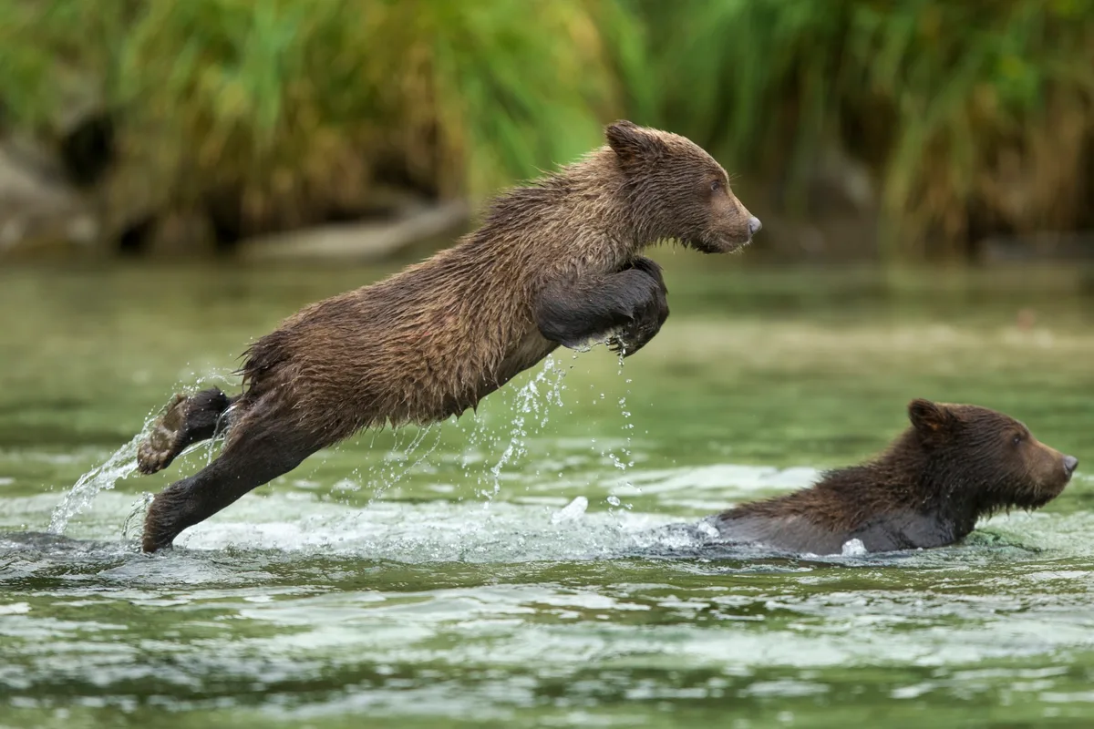 Brown bear cubs, Katmai National Park, Alaska